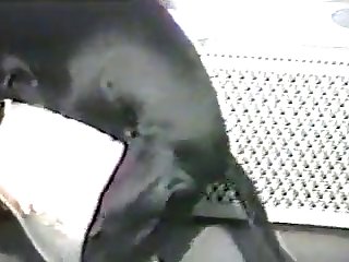 Shemale Zoophilia