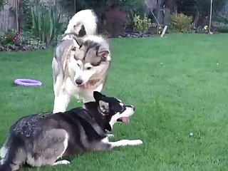 Cow Pussy