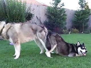 Cow Pussy
