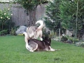 Cow Pussy